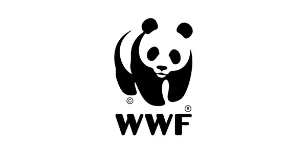 A panda bear is standing on the side of a river.